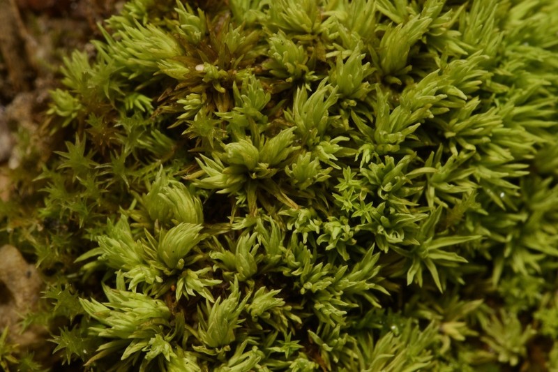 Tortella Moss photo 2