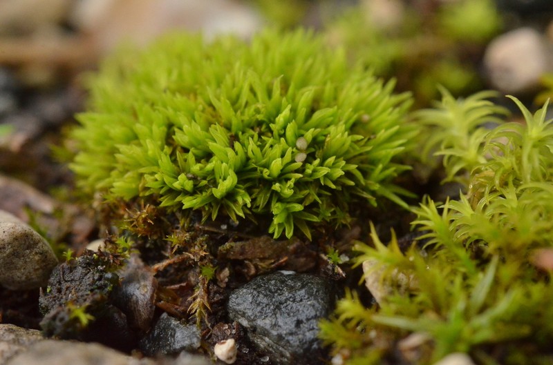 Tortella Moss photo 3