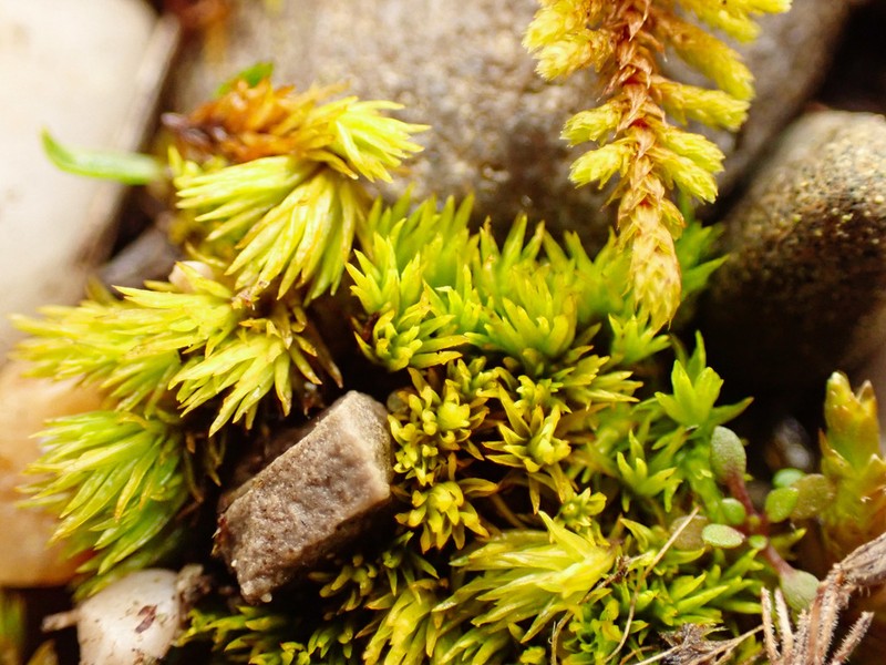 Tortella Moss photo 4
