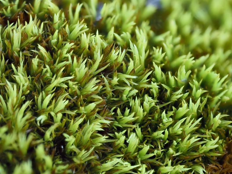 Tortella Moss photo 5