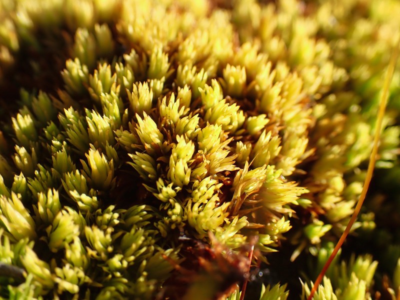 Tortella Moss photo 6