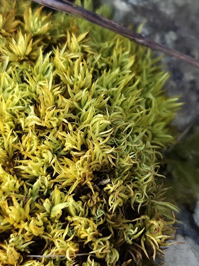 Tortella Moss photo 7