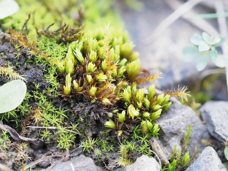 Tortella Moss photo 8