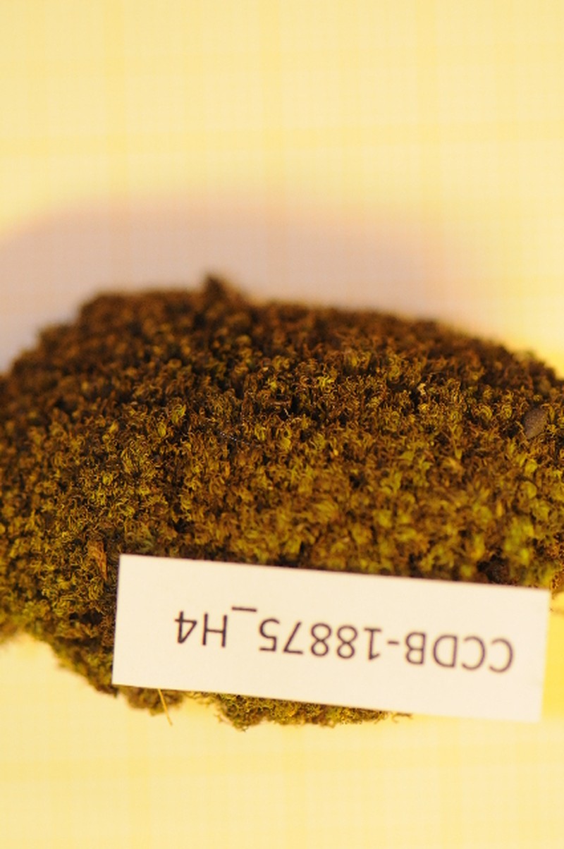 Tortella Moss
