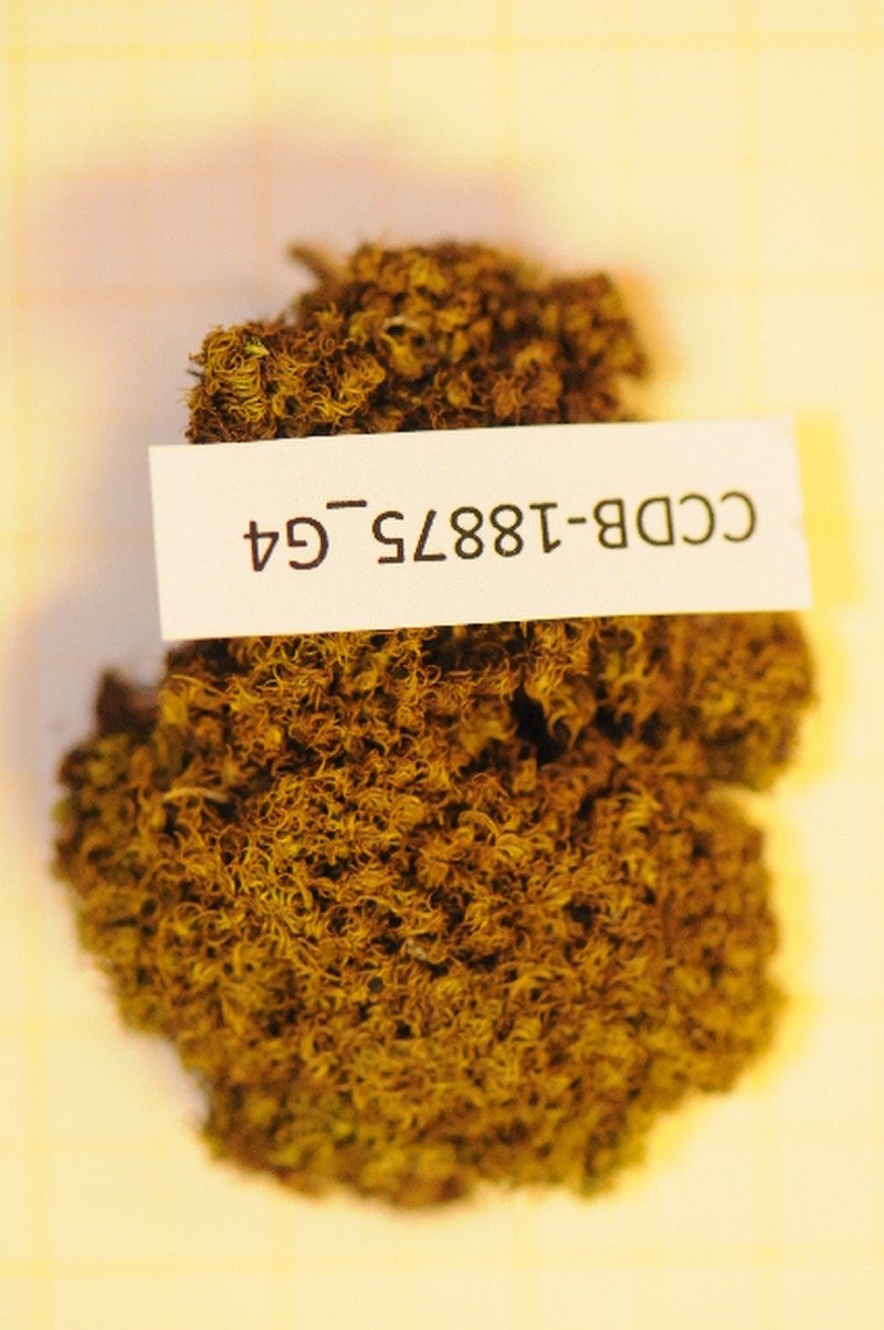 Tortella Moss photo 2