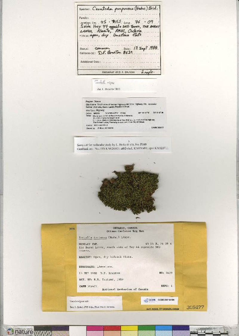 Tortella Moss photo 3