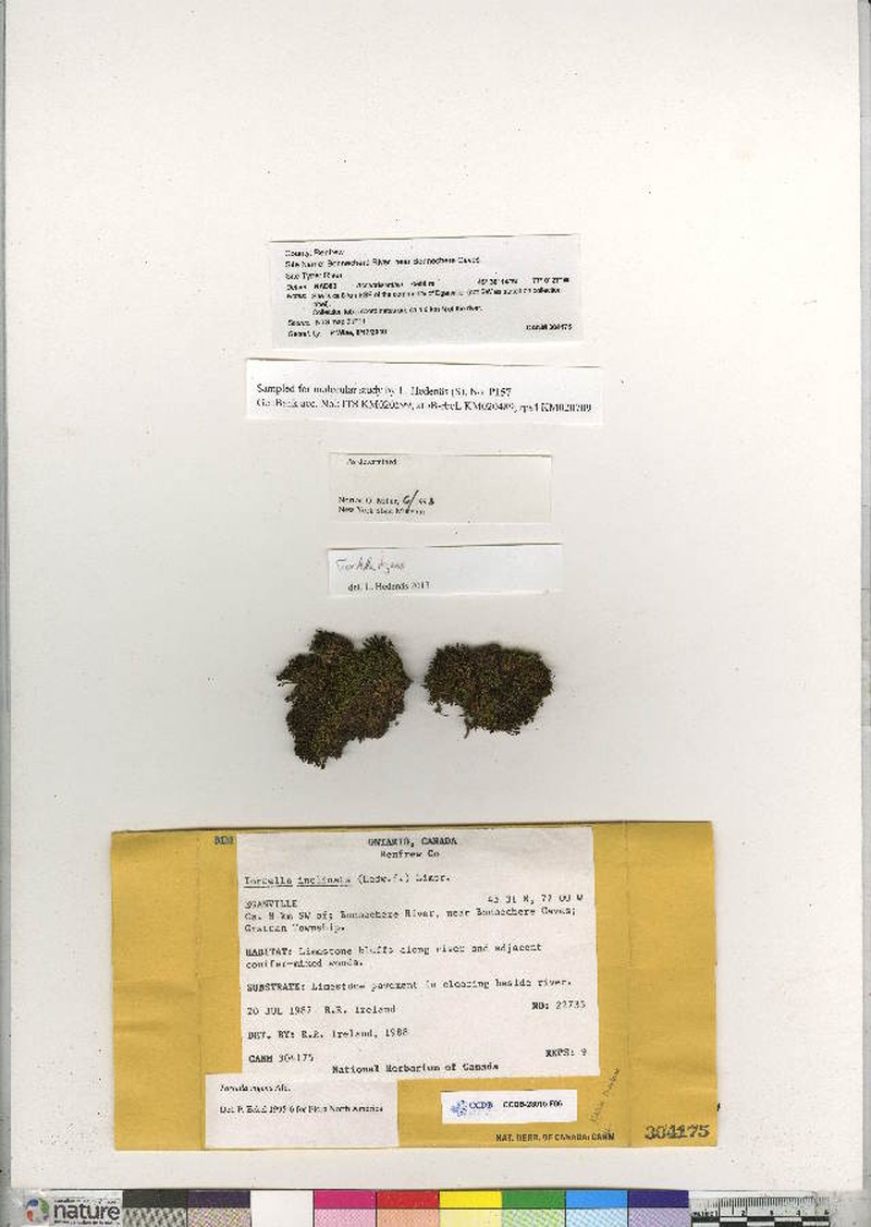 Tortella Moss photo 4