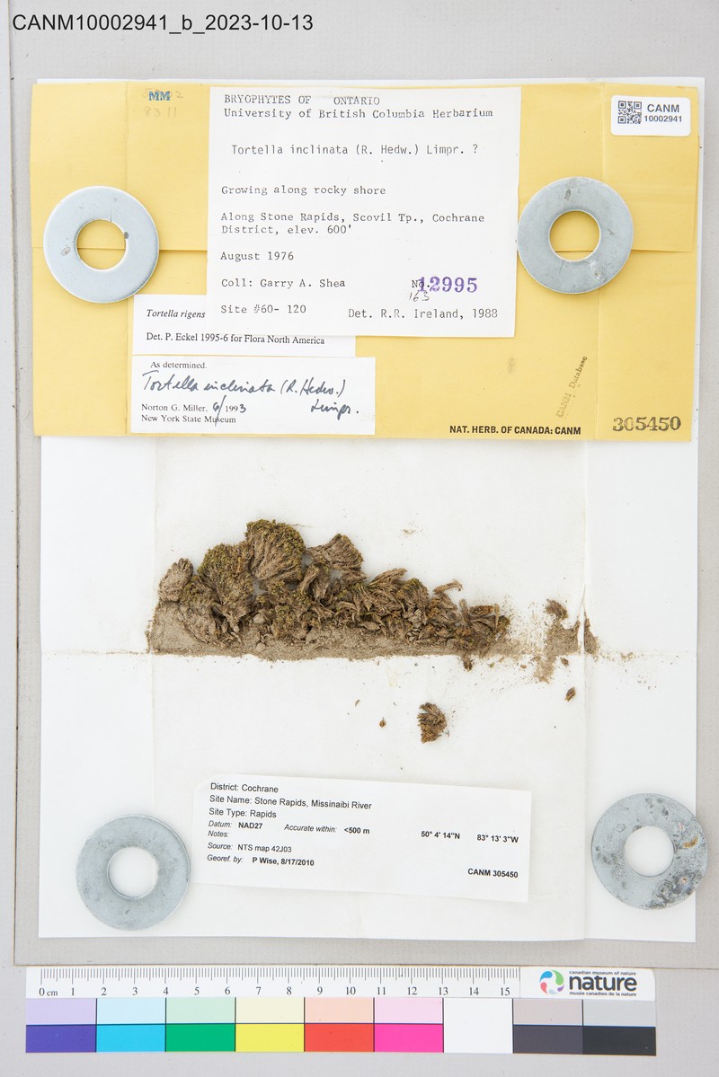 Tortella Moss photo 5