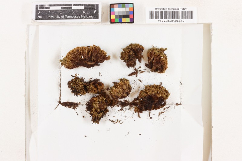 Tortella Moss photo 6