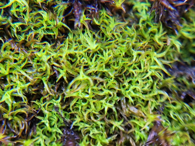 Tortured Tortella Moss