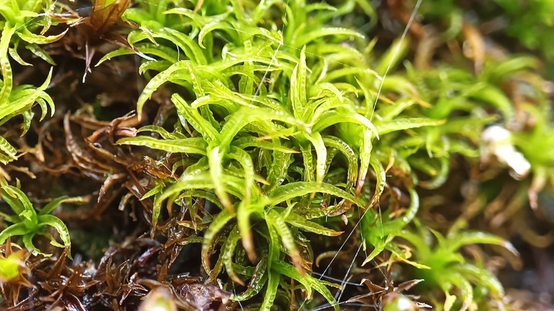 Tortured Tortella Moss photo 2