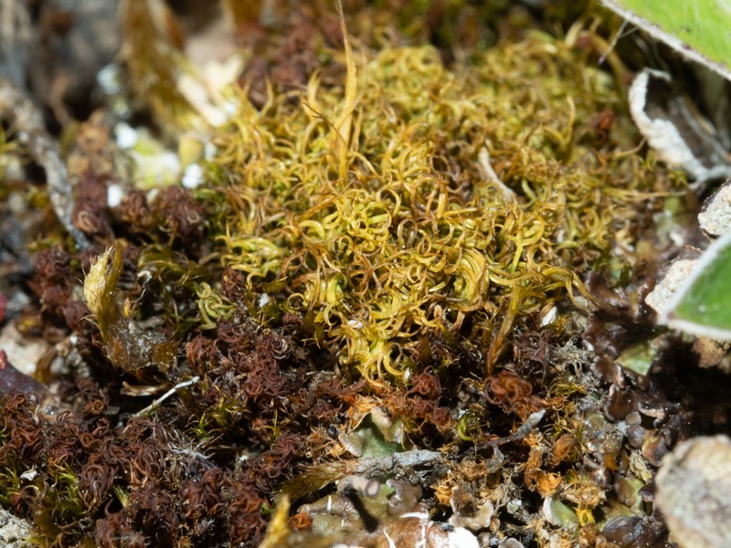 Tortured Tortella Moss photo 3