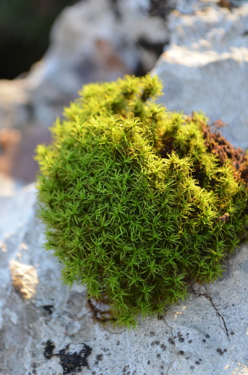 Tortured Tortella Moss photo 4