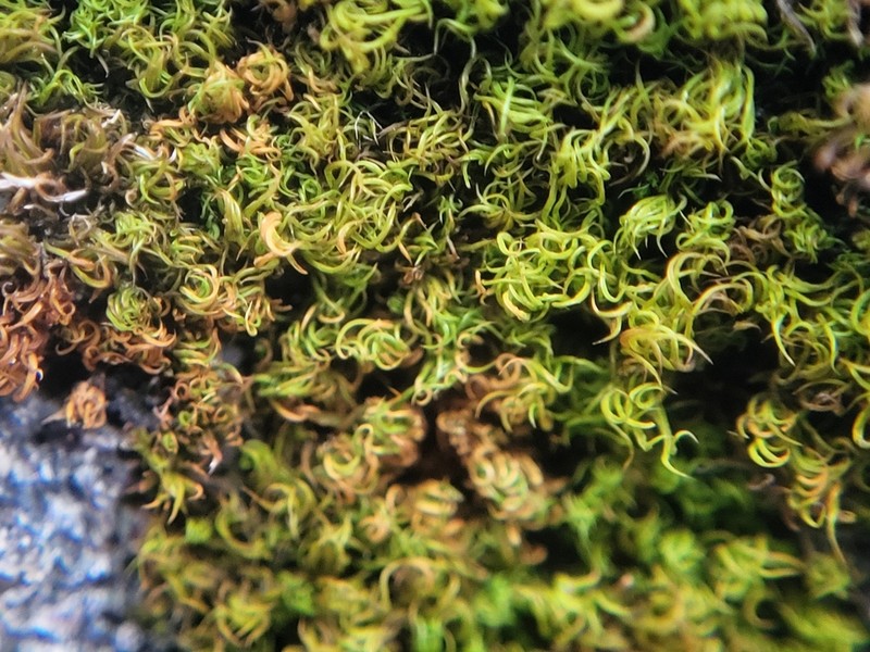 Tortured Tortella Moss photo 5