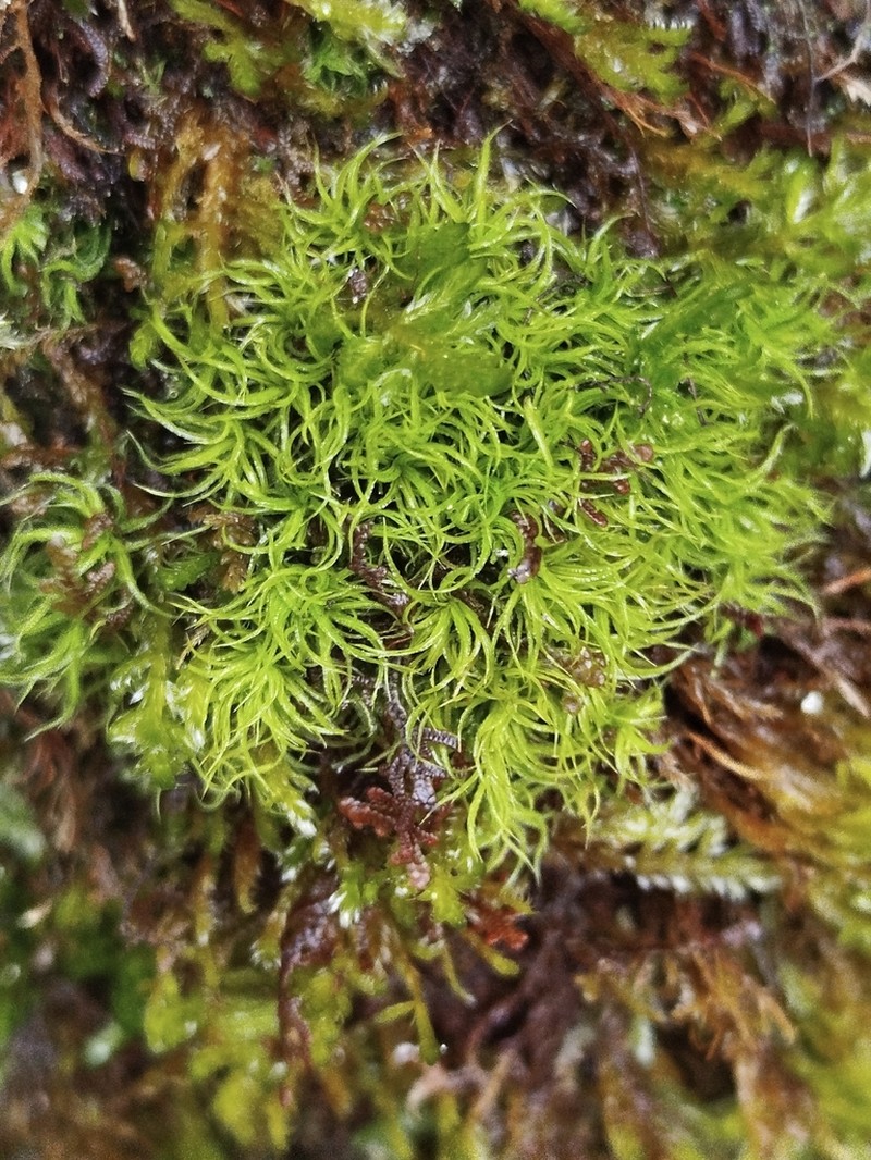 Tortured Tortella Moss photo 6