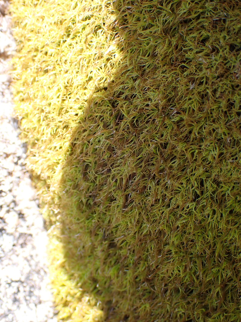 Tortured Tortella Moss photo 7