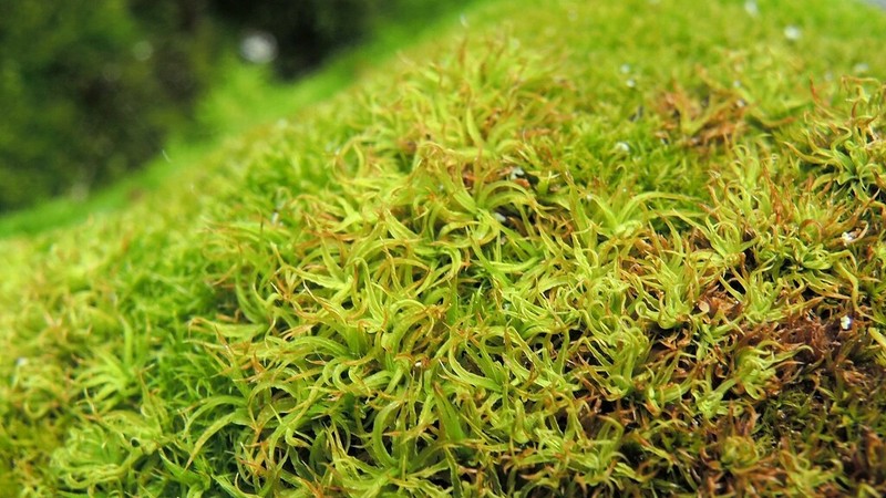Tortured Tortella Moss photo 8