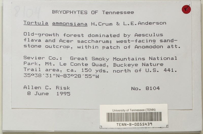 Ammons' Tortula Moss