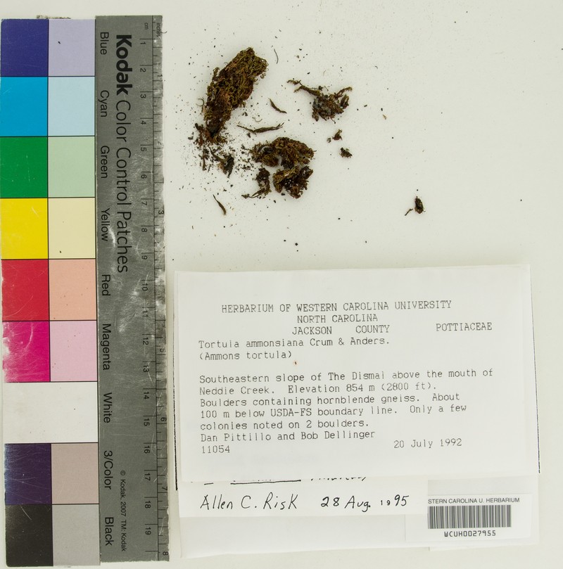 Ammons' Tortula Moss photo 3