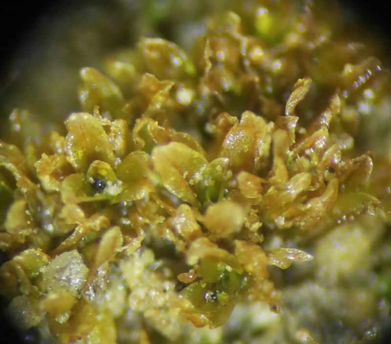 Tortula Moss