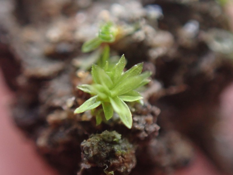 Tortula Moss photo 2