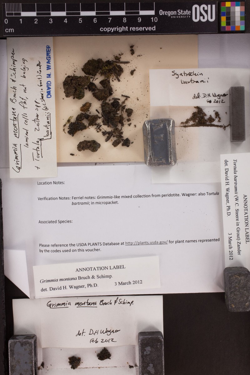 Bartram's Tortula Moss