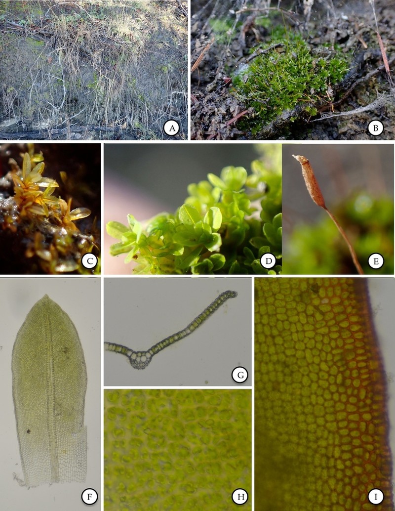 Bolander's Tortula Moss