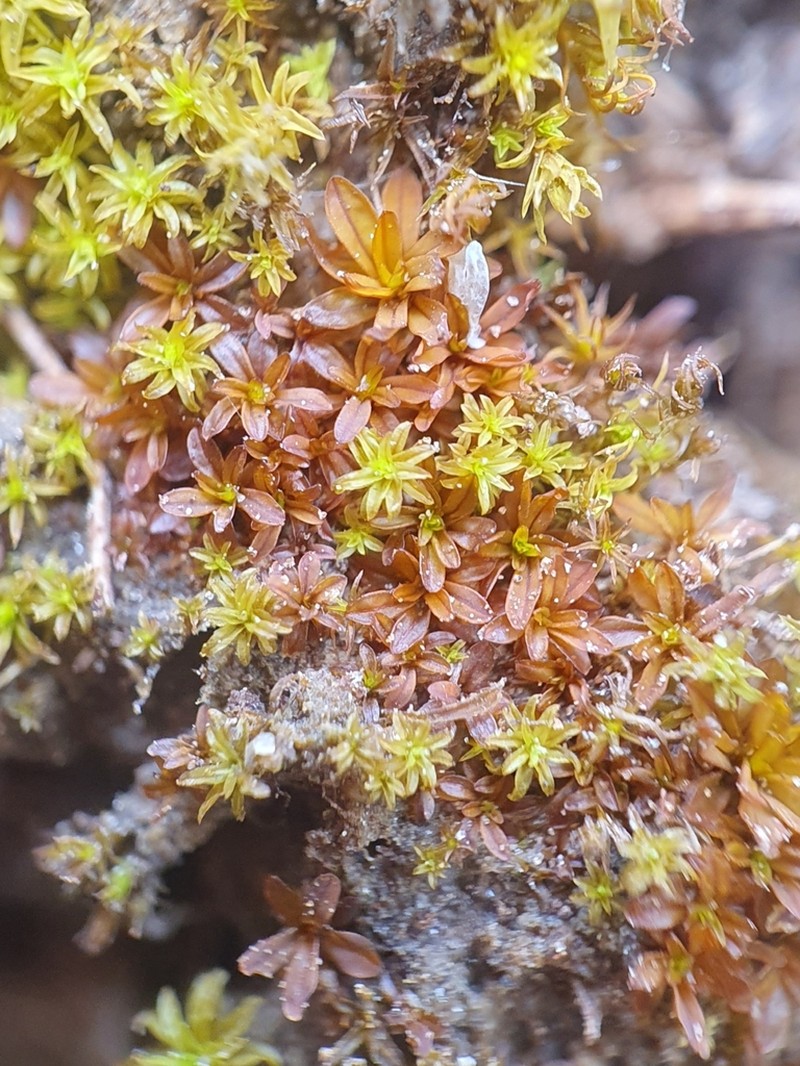 Bolander's Tortula Moss photo 2