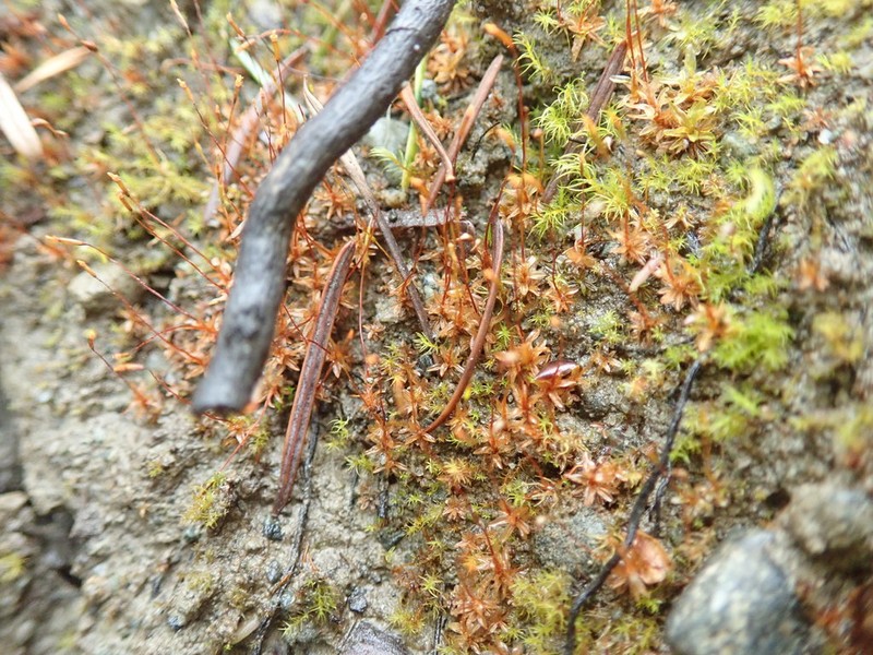Bolander's Tortula Moss photo 3