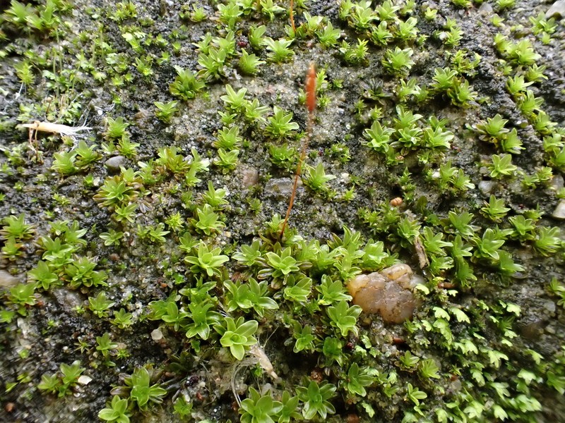 Bolander's Tortula Moss photo 4