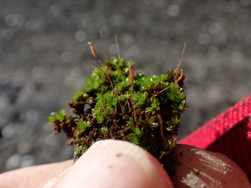 Bolander's Tortula Moss photo 5