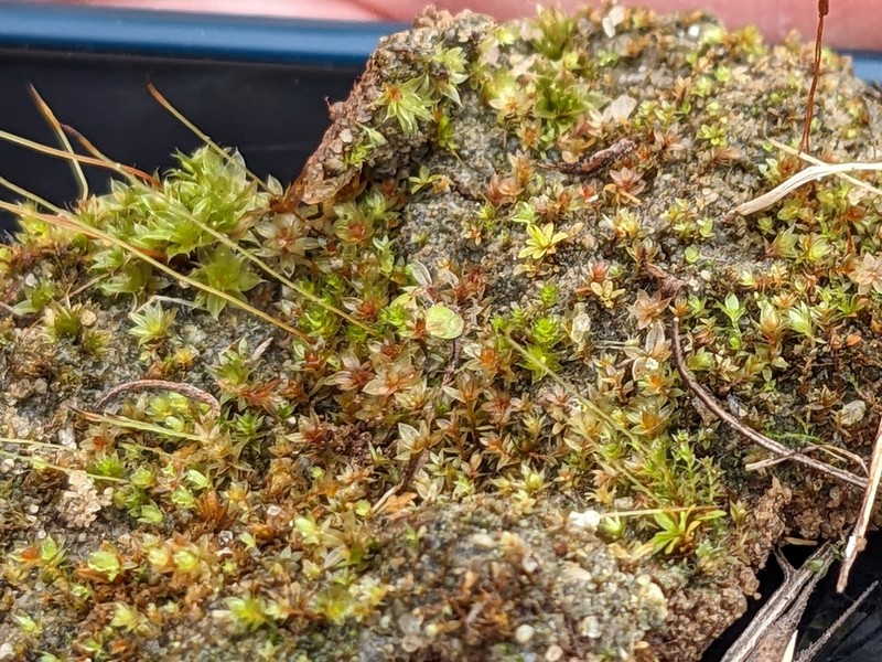 Bolander's Tortula Moss photo 6