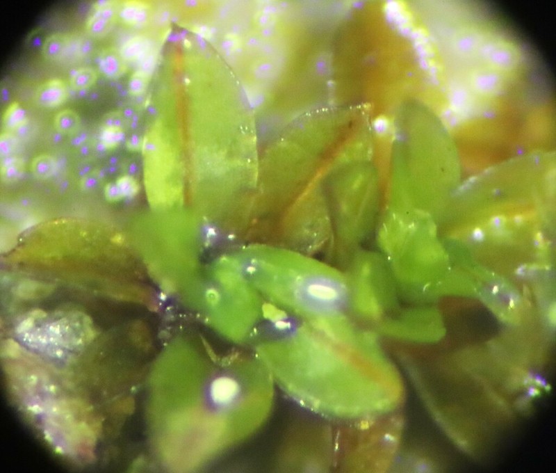 Bolander's Tortula Moss photo 7