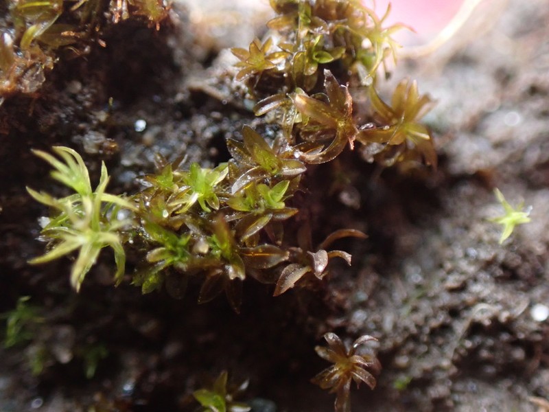 Bolander's Tortula Moss photo 8