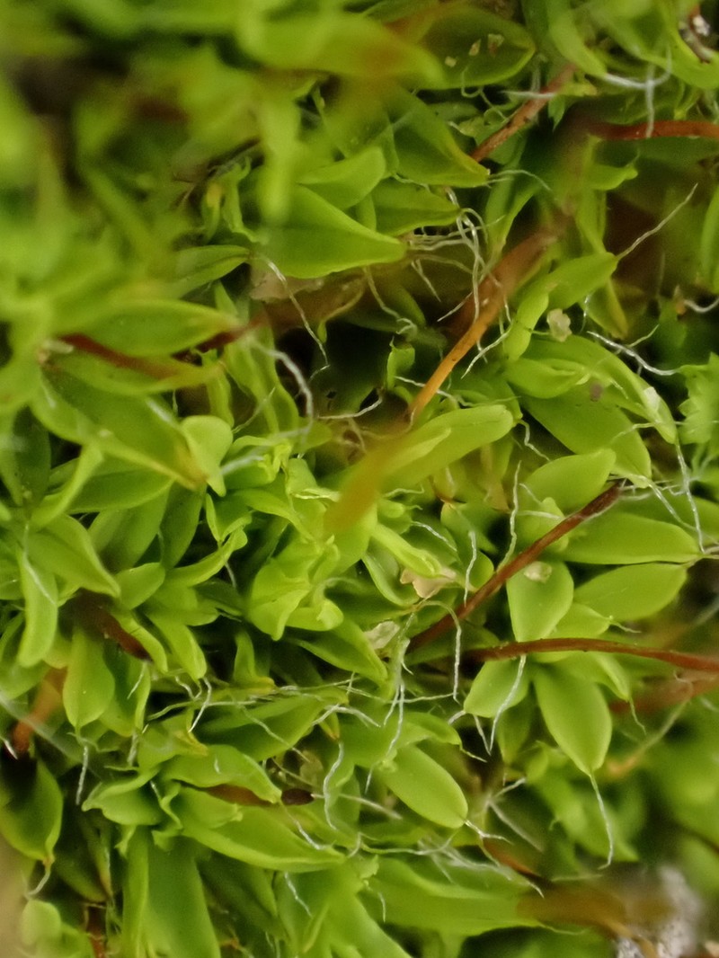 Tortula Moss