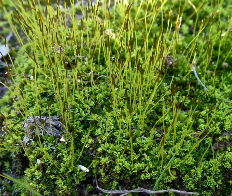 Tortula Moss photo 2