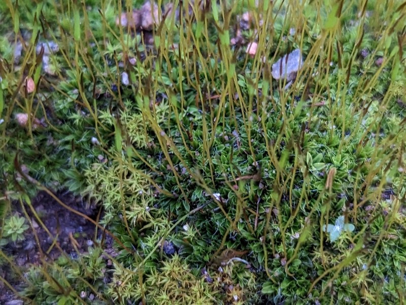 Tortula Moss photo 3