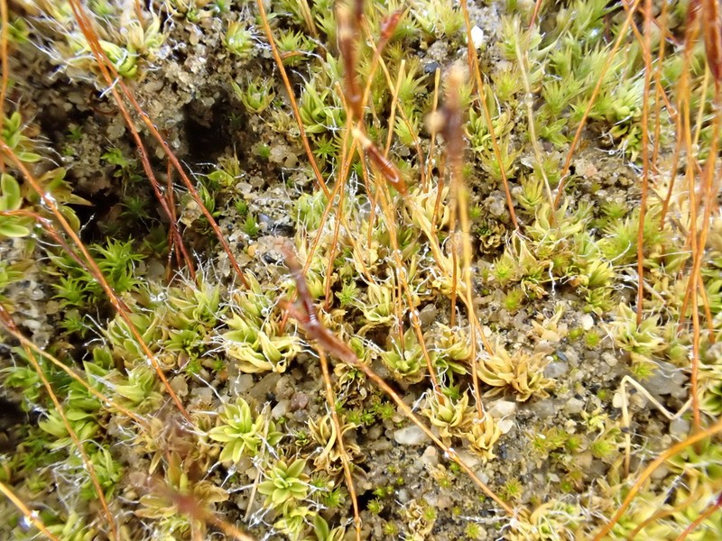 Tortula Moss photo 4