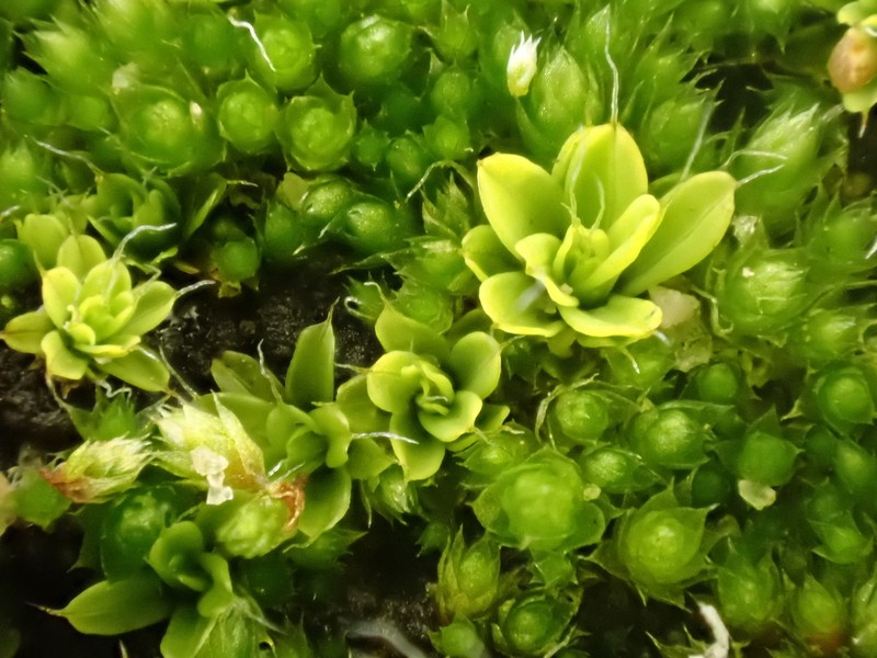 Tortula Moss photo 5