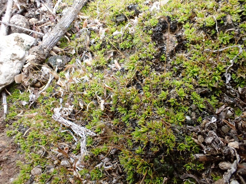 Tortula Moss photo 6
