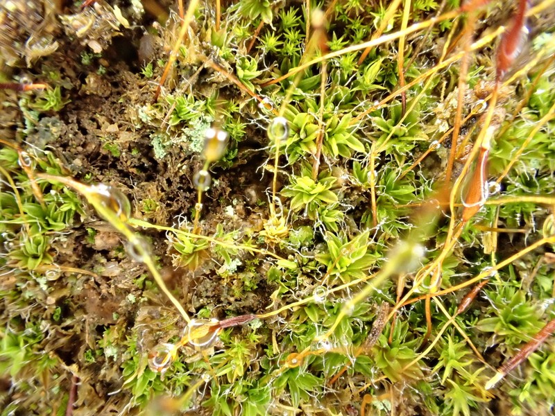 Tortula Moss photo 7
