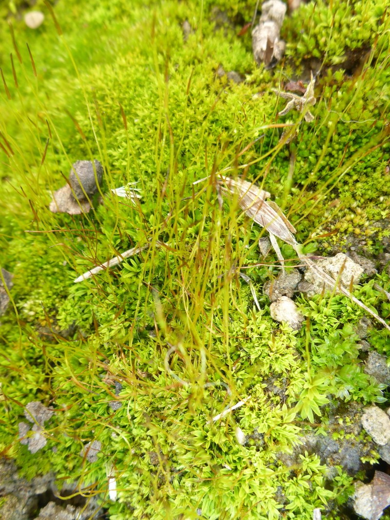 Tortula Moss photo 8