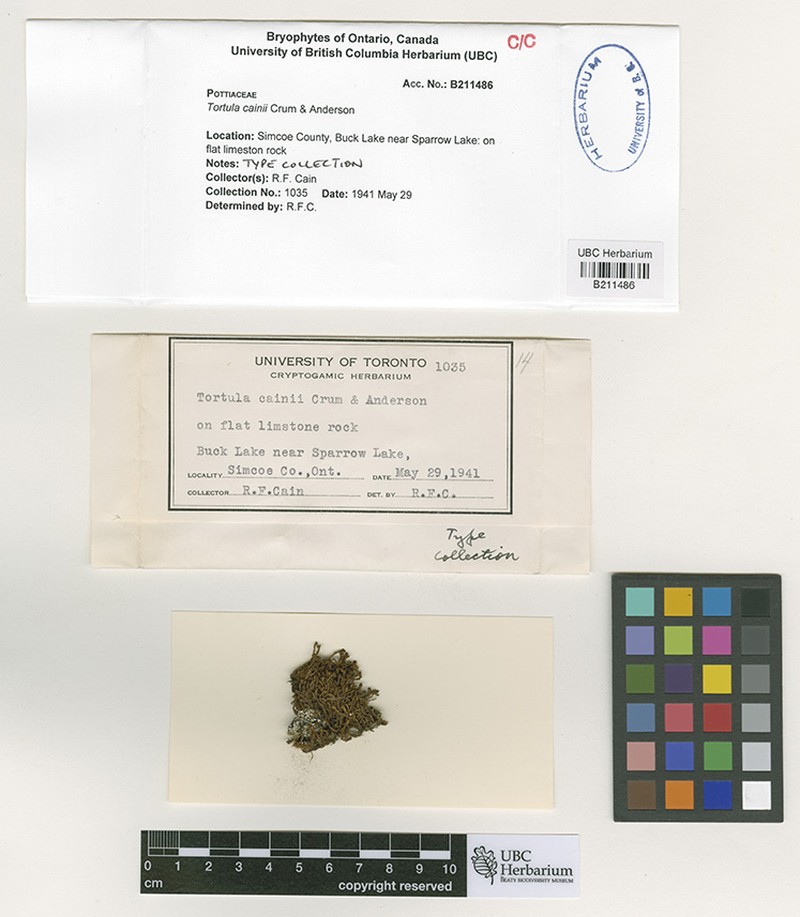 Cain's Tortula Moss