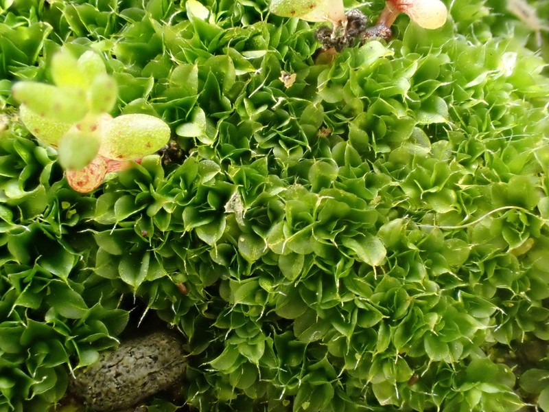 California Tortula Moss photo 2