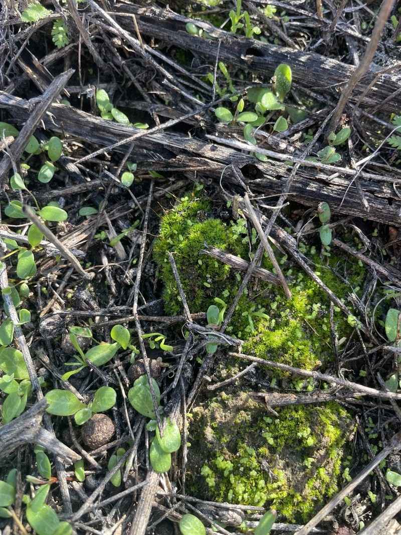 California Tortula Moss photo 3