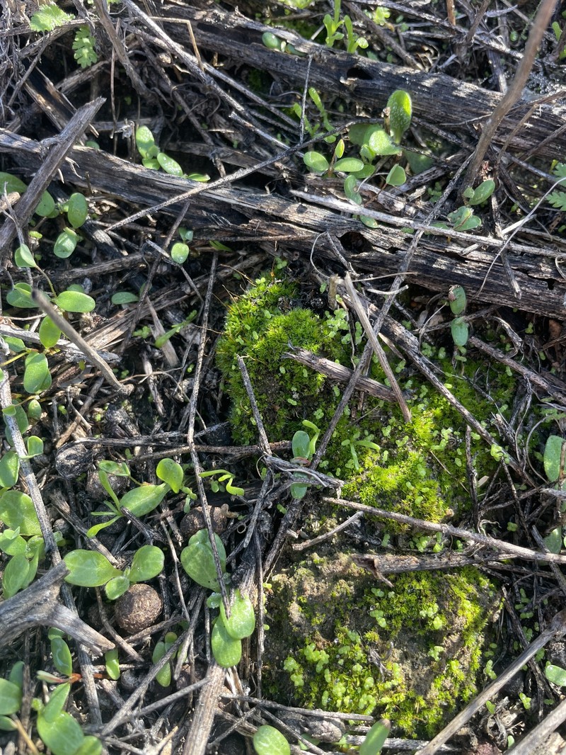 California Tortula Moss photo 4