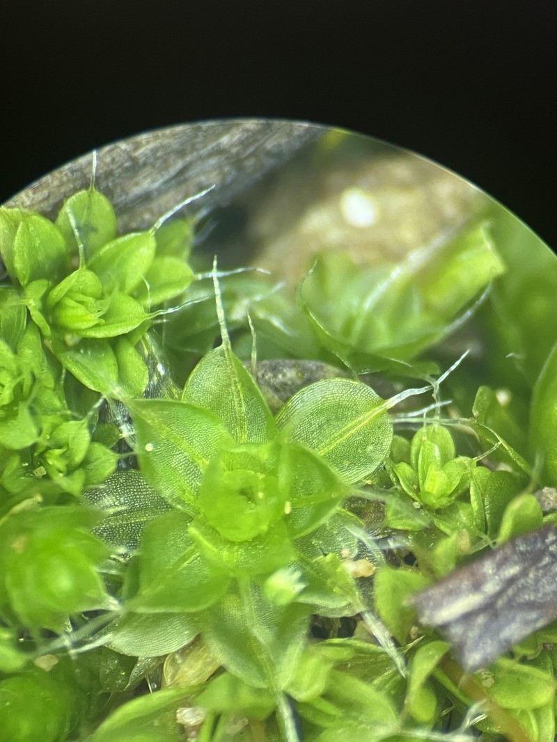 California Tortula Moss photo 6