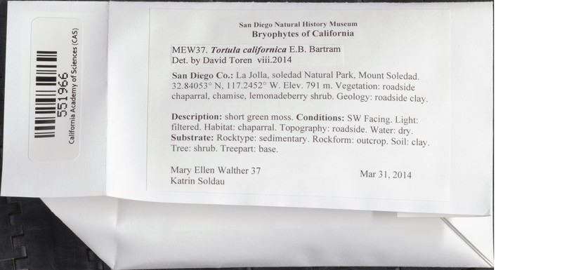 California Tortula Moss photo 7