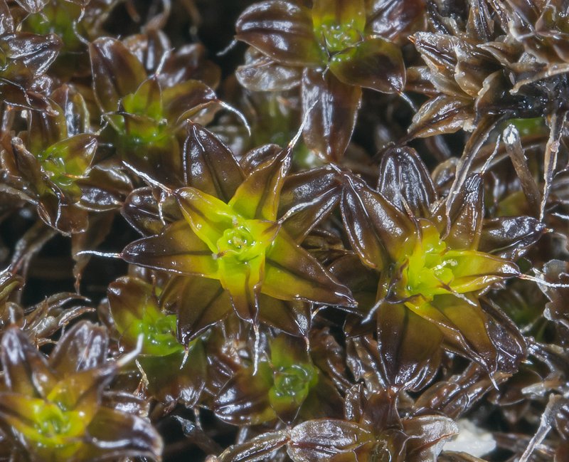 Tortula Moss photo 6