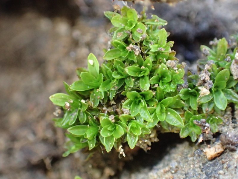 Tortula Moss